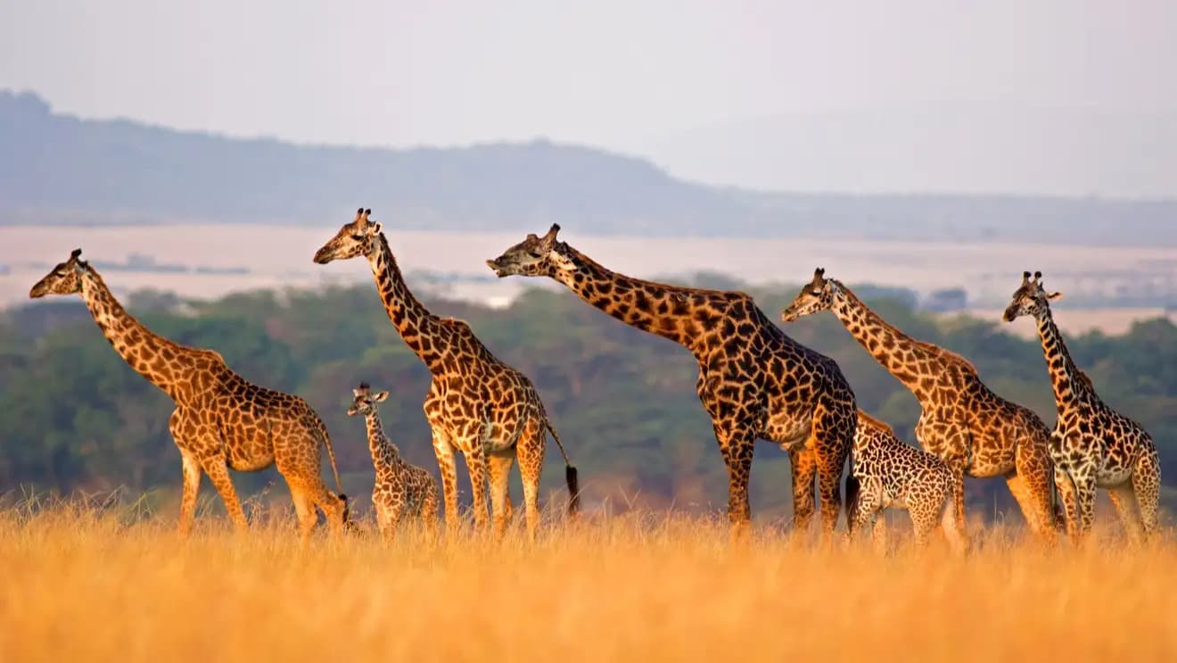 Viaje a Kenia